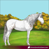 Horse Color:Bay Sabino Splash Tobiano Appaloosa 