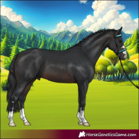 Horse Color:Brown 