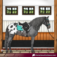 Horse Color:Brown Appaloosa 