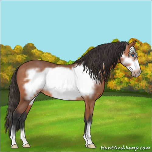 Horse Color:Bay Frame