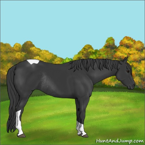 Horse Color:Black Tobiano Rabicano 