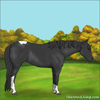 Horse Color:Black Tobiano Rabicano