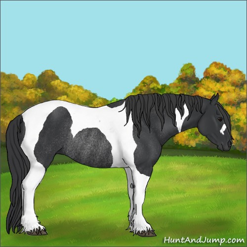 Horse Color:Black Tobiano Rabicano