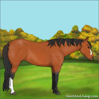 Horse Color:Bay 