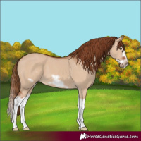 Horse Color:Red Dun Splash Frame 