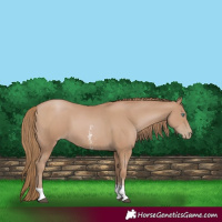 Horse Color:Black Pearl Sabino Tobiano 