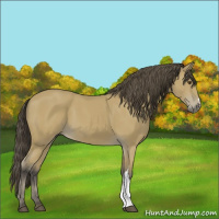 Horse Color:Buckskin 