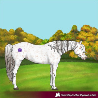 Horse Color:Bay Roan Splash Leopard 