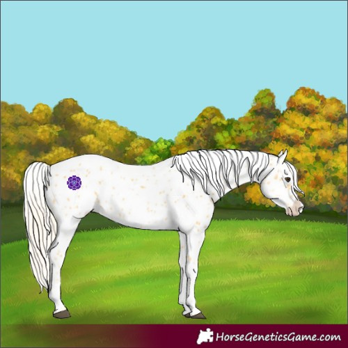 Horse Color:Palomino Appaloosa 