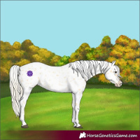 Horse Color:Palomino Appaloosa