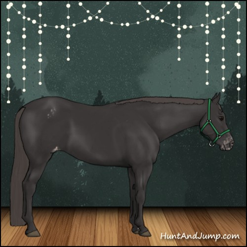 Horse Color:Smoky Black Appaloosa 