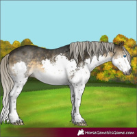 Horse Color:Gray White Spotted Silver Buckskin Splash 