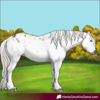 Horse Color:Gray White Spotted Silver Buckskin Sabino Splash Rabicano 