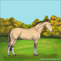 Horse Color:Buckskin Dun Splash 