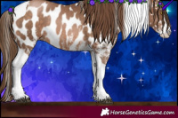 Horse Color:White Spotted Brown Pearl Tobiano Appaloosa Rabicano