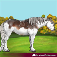 Horse Color:Gray Silver Brown Splash Tobiano Rabicano