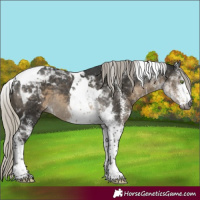 Horse Color:Gray White Spotted Silver Smoky Black Tobiano Rabicano