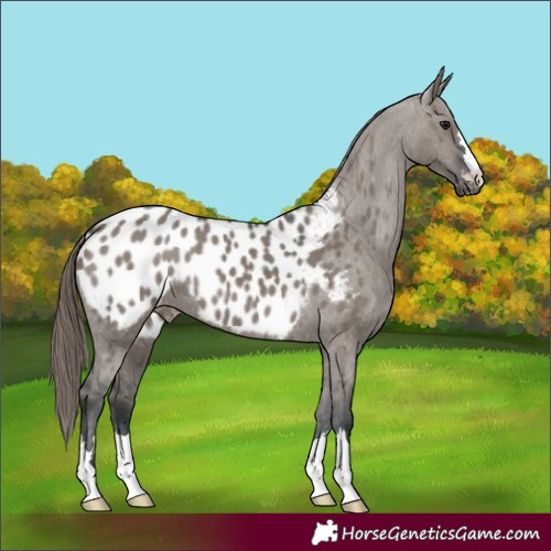 Horse Color:Grullo Appaloosa 