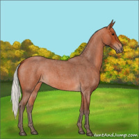 Horse Color:Silver Bay Roan 