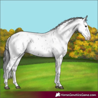 Horse Color:Black Sabino 