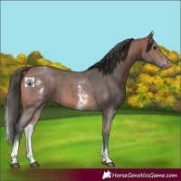 Horse Color:White Spotted Bay Sabino 