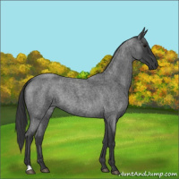 Horse Color:Blue Roan 