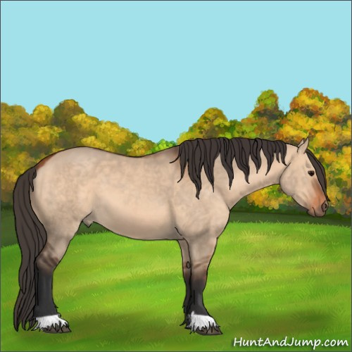 Horse Color:Bay Dun 