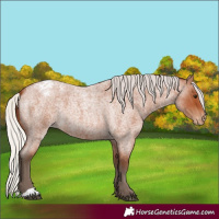 Horse Color:Silver Bay Roan Appaloosa