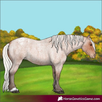 Horse Color:Silver Bay Roan Appaloosa 