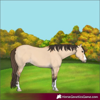 Horse Color:Bay Dun