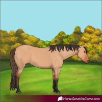 Horse Color:Bay Dun