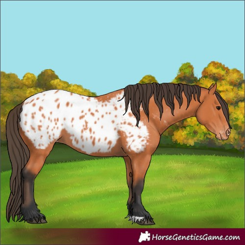 Horse Color:Bay Appaloosa 