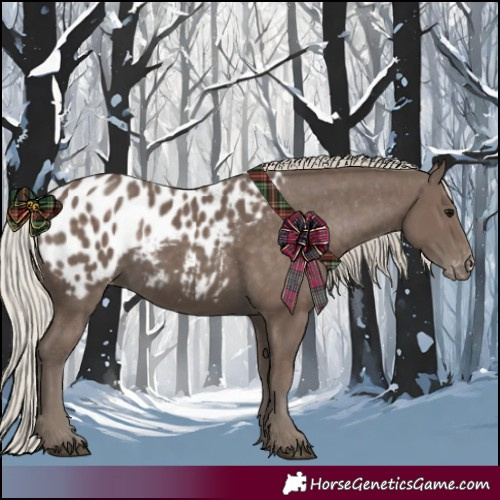 Horse Color:Silver Black Appaloosa 