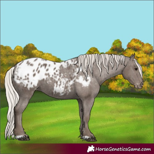 Horse Color:Silver Black Blanket 