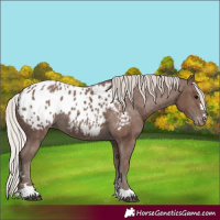 Horse Color:Silver Black Appaloosa 