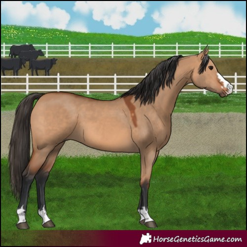 Horse Color:Bay Dun 