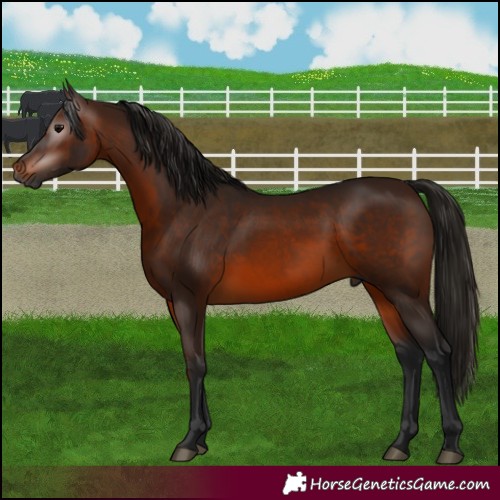 Horse Color:Gray Bay 