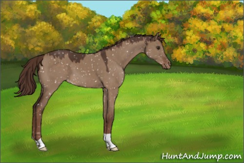 Horse Color:Liver Red Dun Appaloosa 