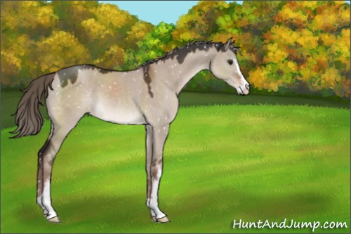 Horse Color:Liver Red Dun Mushroom Sabino Appaloosa 