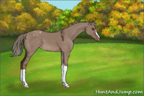 Horse Color:Liver Red Dun Mushroom Appaloosa 