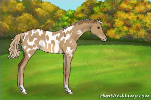 Horse Color:Chocolate Palomino Dun Appaloosa 