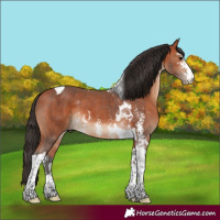 Horse Color:Bay Sabino Tobiano