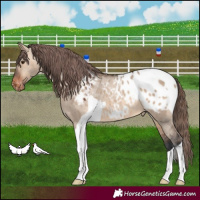 Horse Color:Brown Dun Tobiano Blanket 