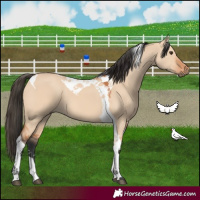 Horse Color:Bay Dun Tobiano 