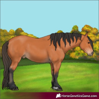 Horse Color:Bay 