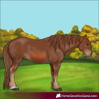 Horse Color:Chestnut 
