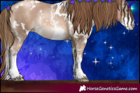 Horse Color:White Spotted Liver Chestnut Pearl Sabino Rabicano