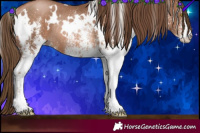 Horse Color:White Spotted Brown Pearl Rabicano