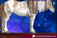 Horse Color:White Spotted Liver Chestnut Pearl Sabino Rabicano
