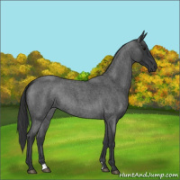 Horse Color:Blue Roan 